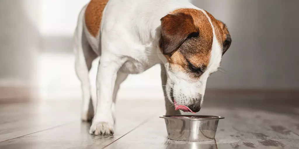 A hungry dog testing wet vs dry dog food.