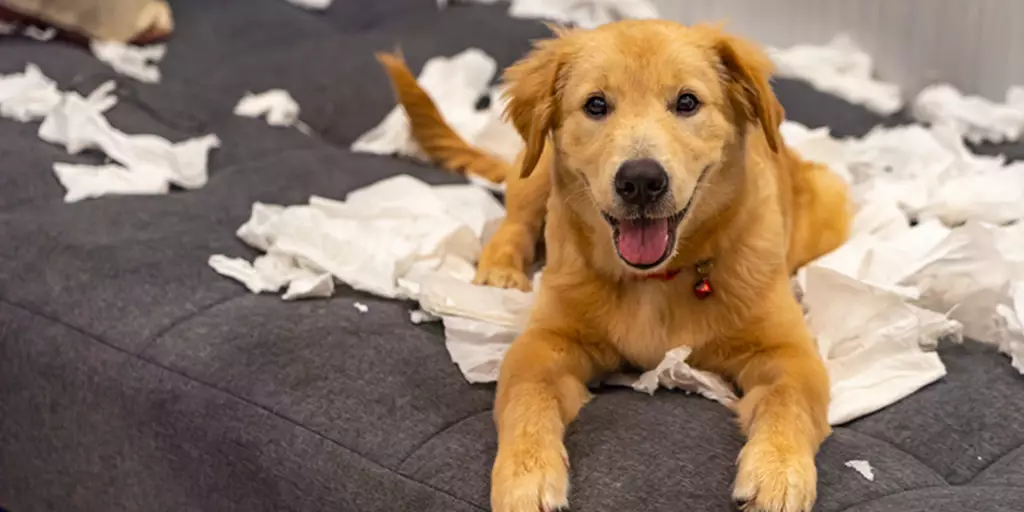 Puppy sitting on a couch with destroyed pieces of paper because his pet parents did not puppy-proof the house. 