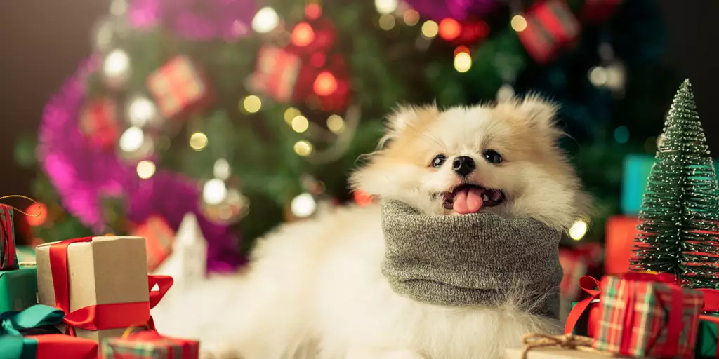 A happy furry friend sitting around several Christmas gifts for dogs. 