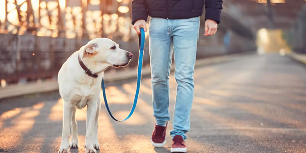 A pet parent walking with their dog after training their dog to heel.