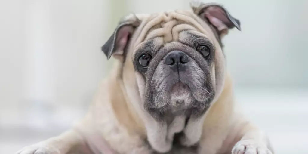 A patient pug kept healthy thanks to some great senior dog care from his pet parents. 