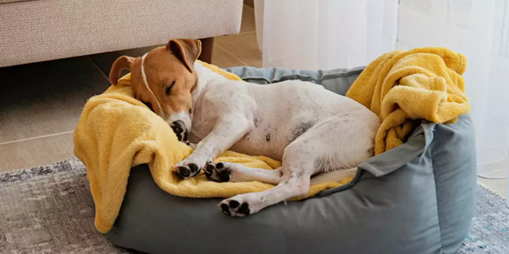 A Jack Russell terrier puppy dreaming about their pawrent.