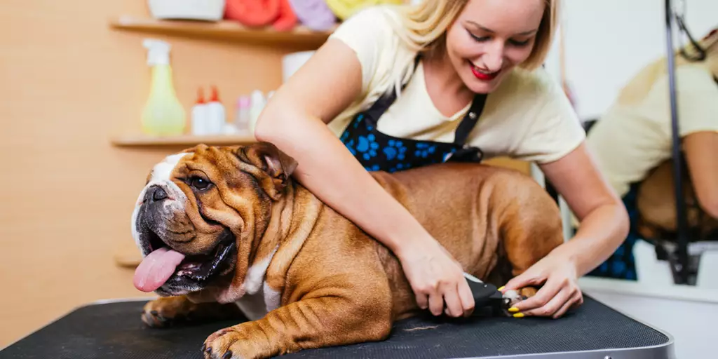 A woman carefully using a nail trimmer on a Bulldog after learning how to trim dog nails. 