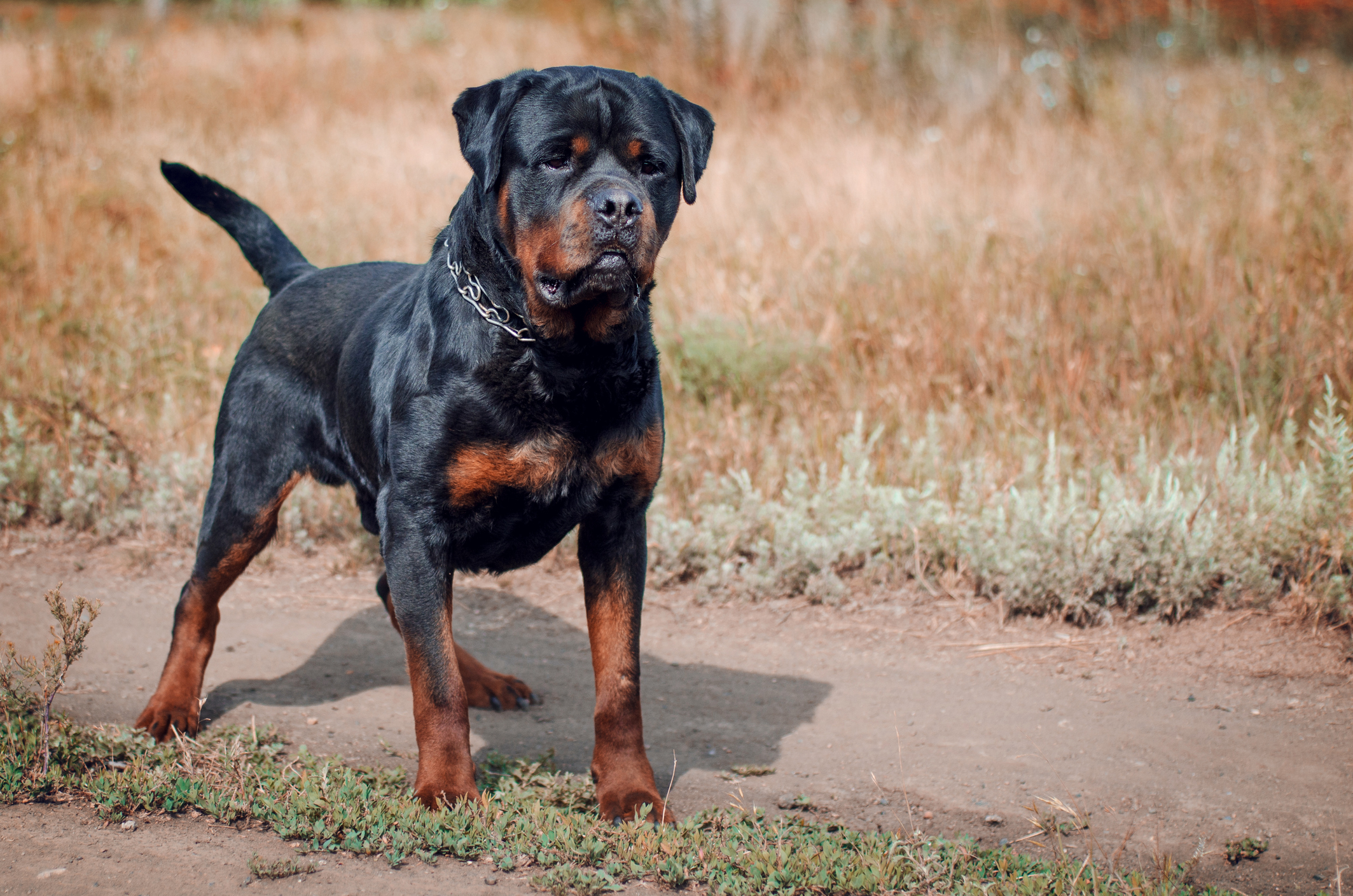 2 Brilliant Ways To Use About Rottweiler