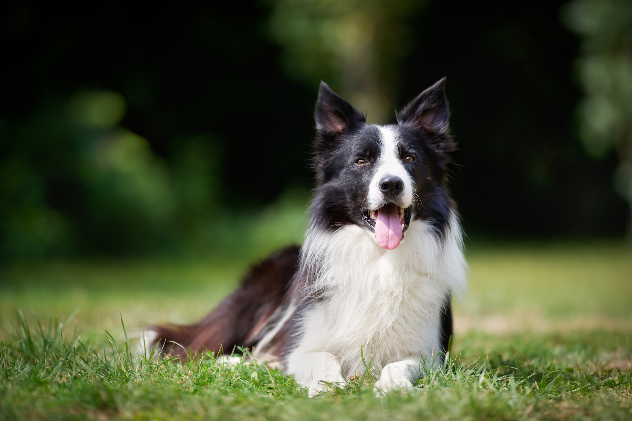 are collies good service dogs