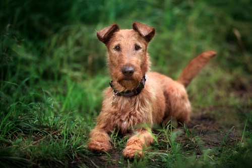 An Irish Terrier, one of the native Irish dog breeds.