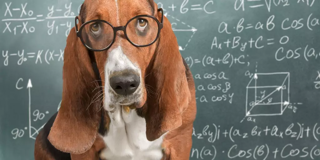An educated dog who learned how to calculate dog years.