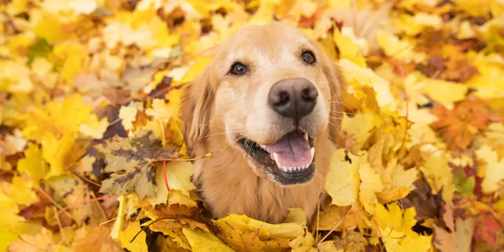 A happy dog is enjoying fall activities and playing in the leaves.
