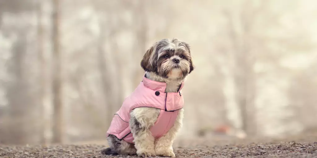 A Shih Tzu staying warm in the cold because her parents dressed their dog in clothes. 