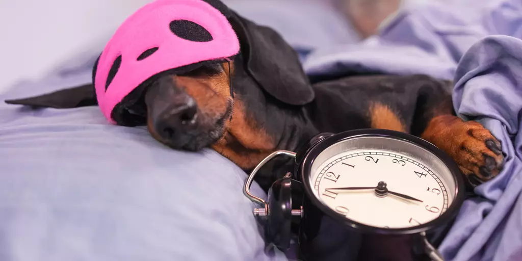 A sleeping dog with a clock.