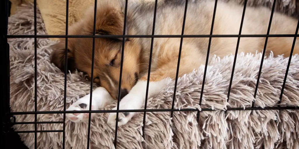 A sleeping puppy after being crate trained. 