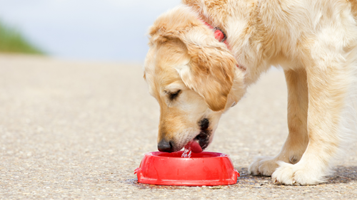 A dog tasting their food.