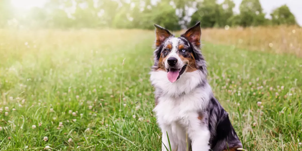 A happy Australian Shepherd safely sitting in tall grass thanks to proper flea and tick prevention for dogs. 