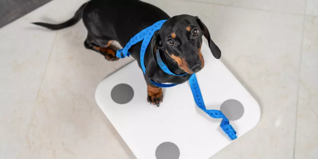 Dachshund puppy stands on scale to find out its weight.