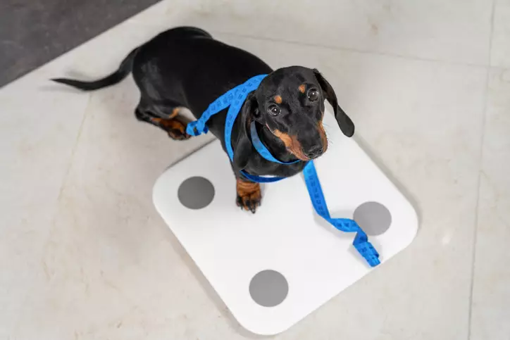 Dachshund puppy stands on scale to find out its weight.