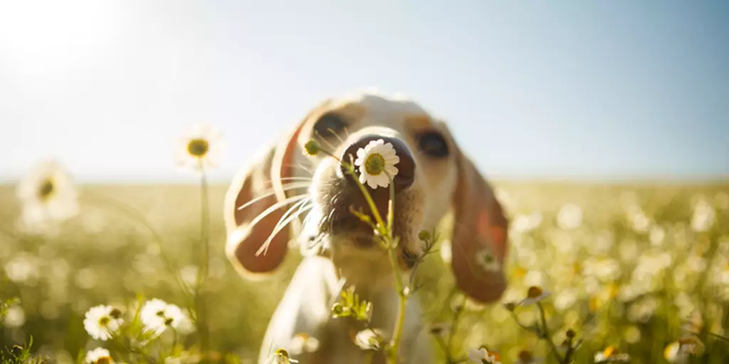 A dog examining a non-toxic plant in a field.