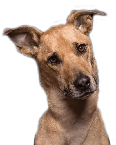 Dog Breed Library, Types of Dogs