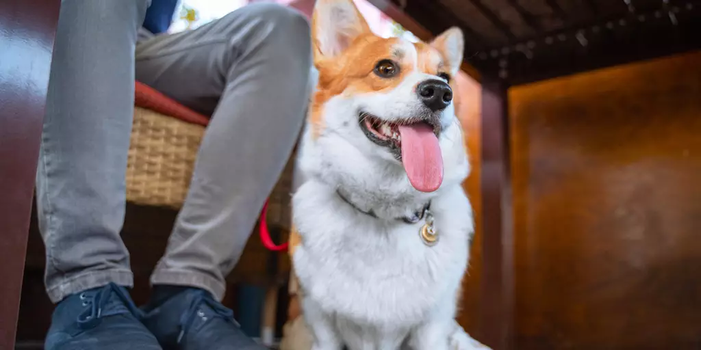 A Corgi dog sits under the table while visiting a dog-friendly patio.