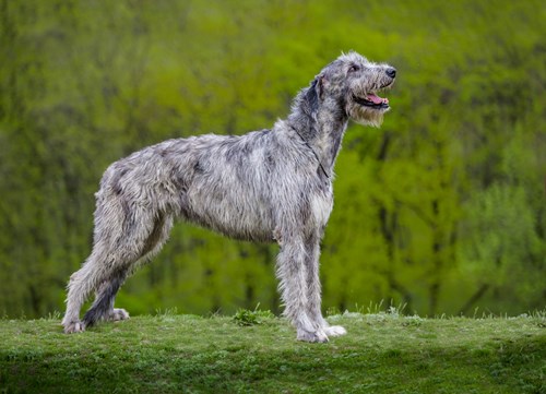 An Irish Wolfhound, one of the native Irish dog breeds.