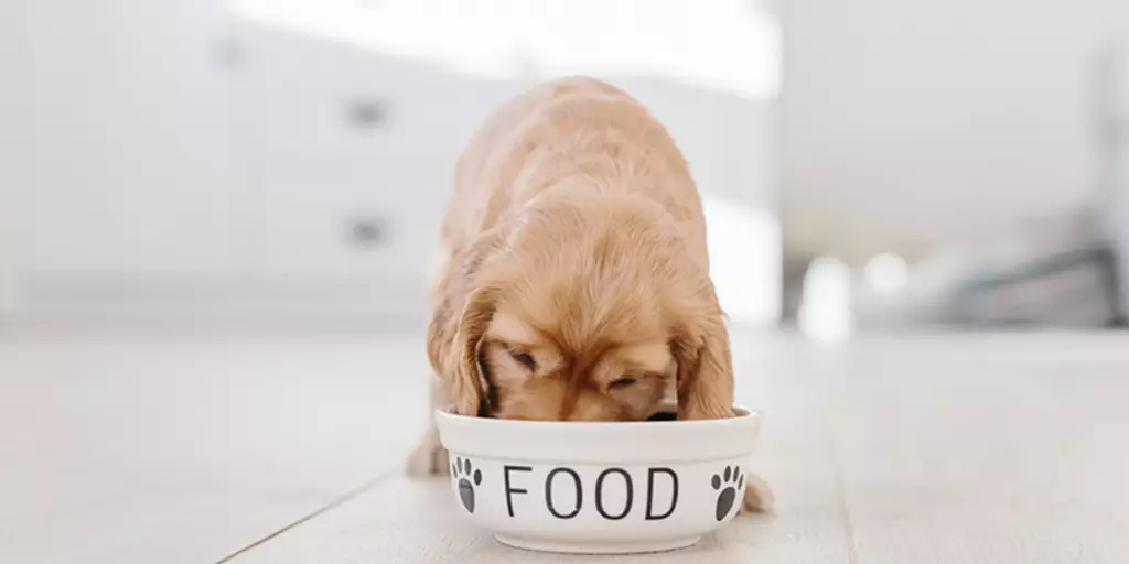 An English Cocker Spaniel puppy eating Bil-Jac puppy food instead of adult dog food.
