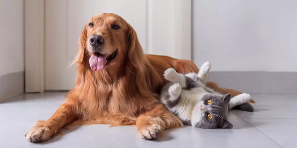 A dog and a cat are fast friends after properly being introduced.