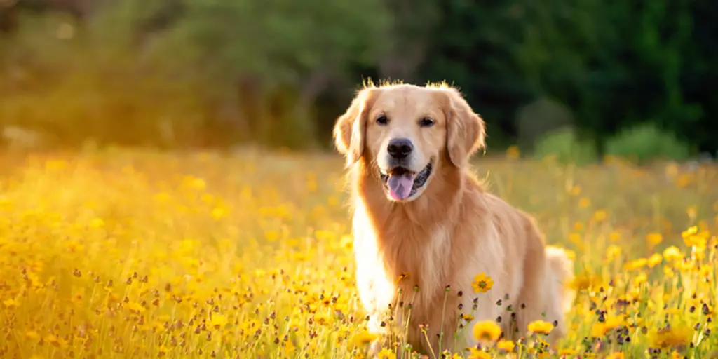 A happy dog in a field after eating the best dog food for Golden Retrievers.