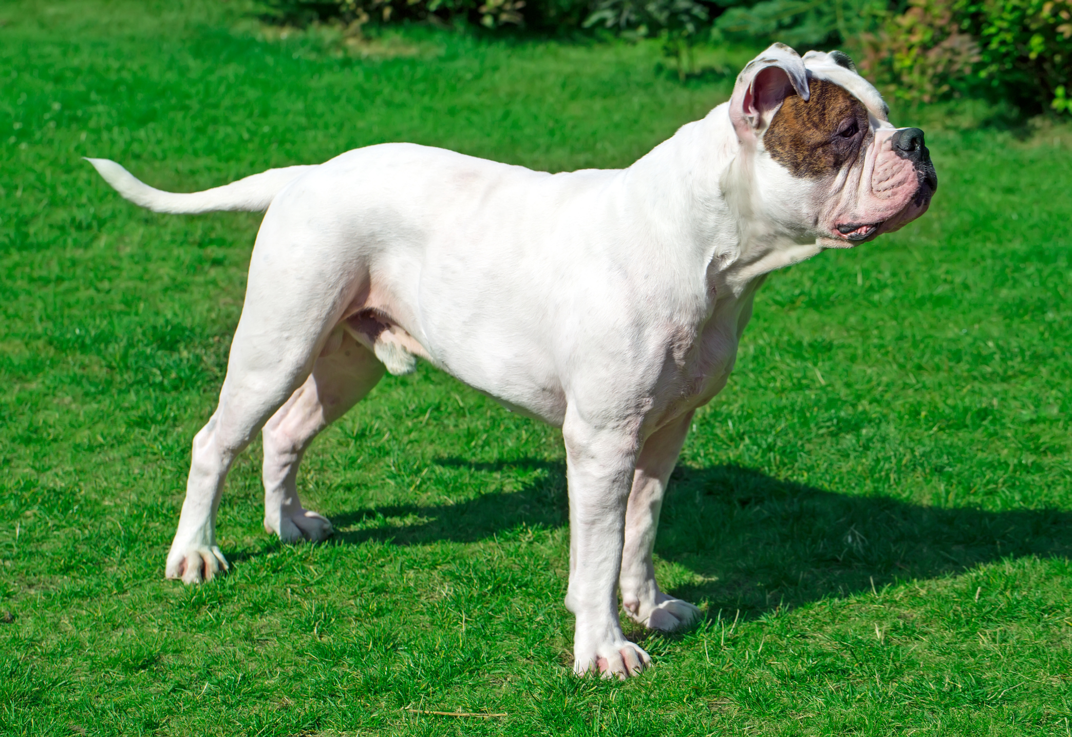 are american bulldogs good fighting dogs