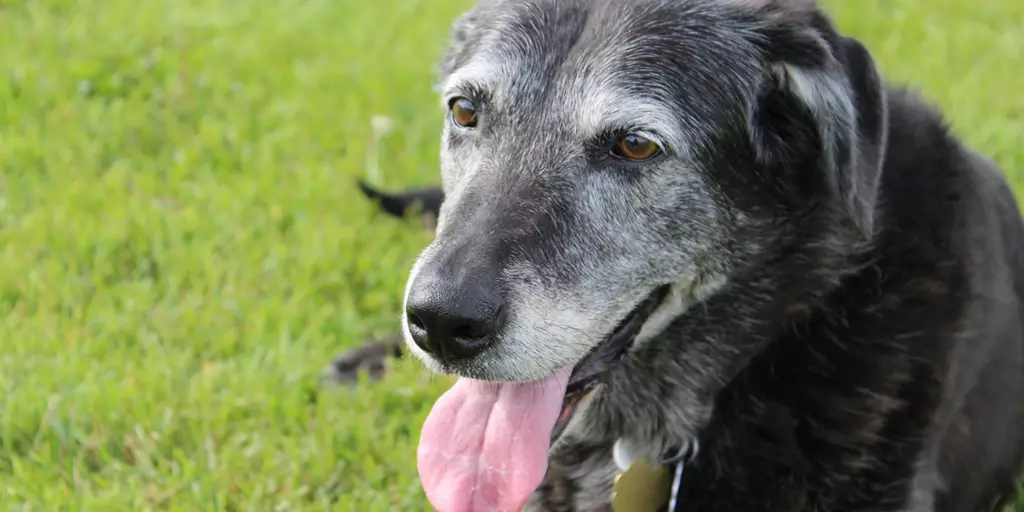 A senior dog happily laying in a backyard after being adopted.