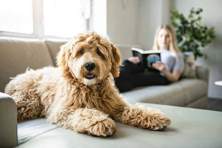 The Doodle Factor What You Need to Know About Doodle Dogs