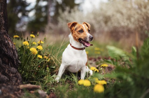 A Jack Russell Terrier taking a break while staying away from toxic outdoor plants.