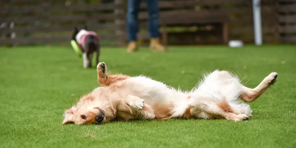 Golden Retriever playing with another dog at a safe dog park.