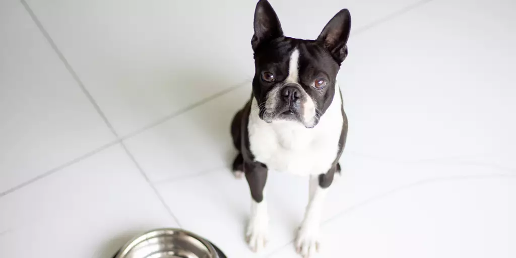 A patient pooch waiting for a special dry dog food for picky eaters. 