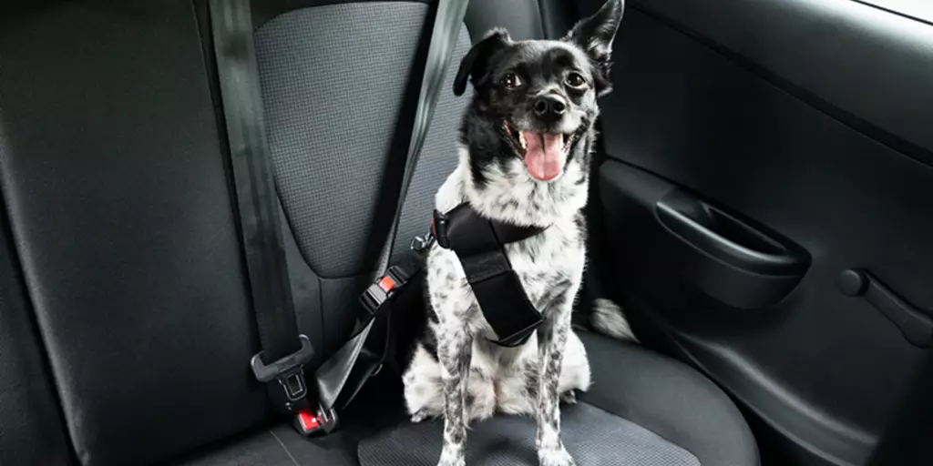 A happy dog is ready for safe holiday travels by sitting in a car with a seatbelt.