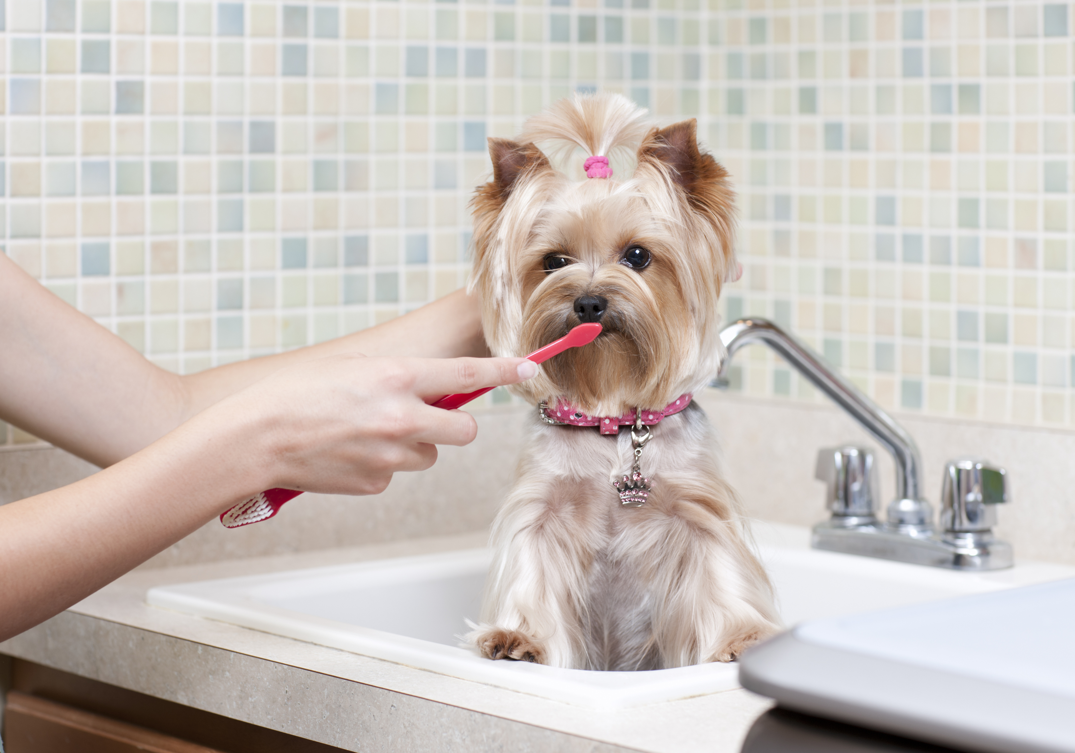 Doggy Dental Care: Tips to Help Care for Your Dog's Teeth ...
