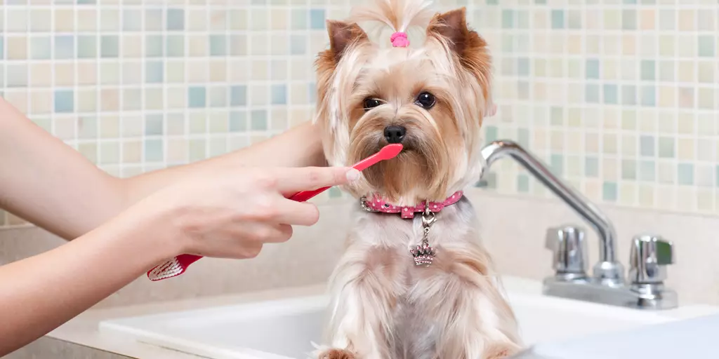 A dog getting her teeth brushed as part of a regular dog dental care routine.