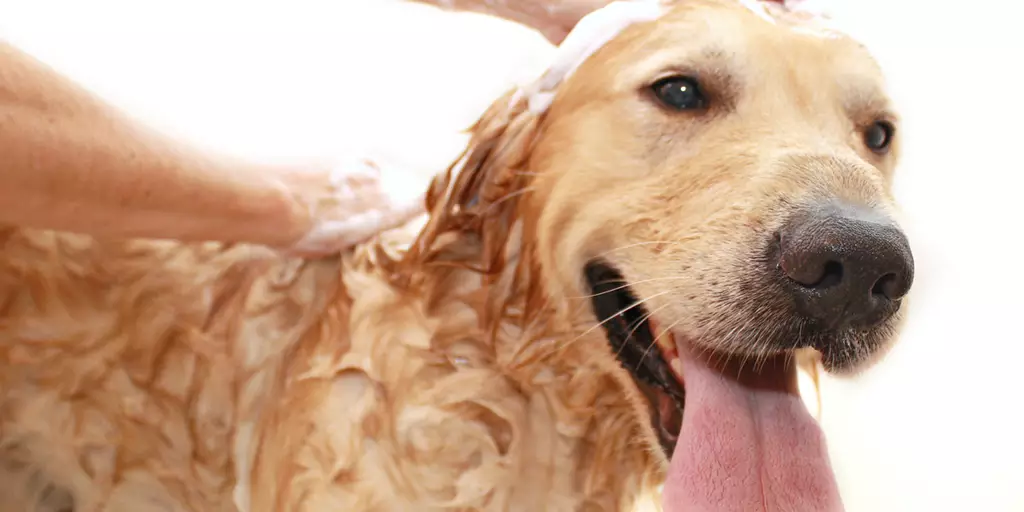 A pet parent cleaning a Labrador Retriever after learning how to give a dog a bath. 