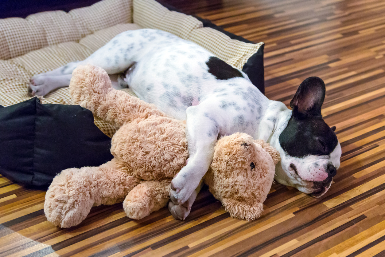 What Your Dog's Favorite Toy Says About Her Personality - The Dog Blog
