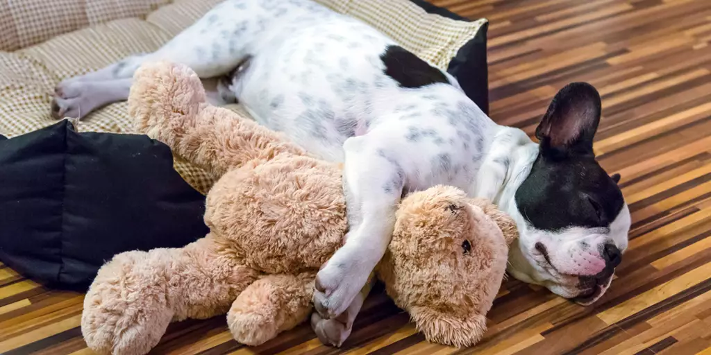 A puppy holding her favorite toy close.