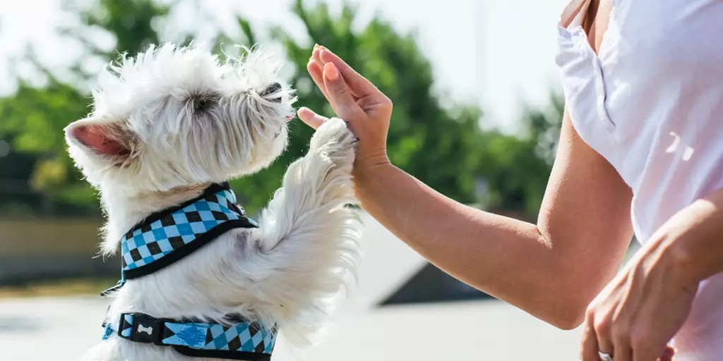 Dog giving a high five after his mom practiced safe paw protection.