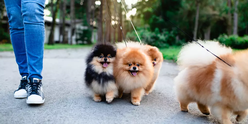 A group of small breed dogs being walked by a happy pet parent.