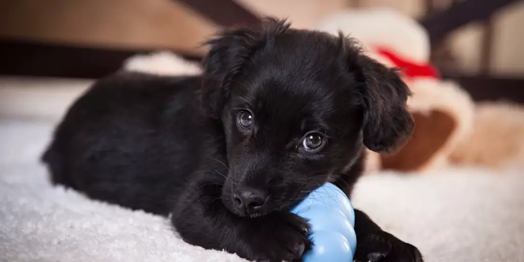 A puppy teething as they chew on a toy.