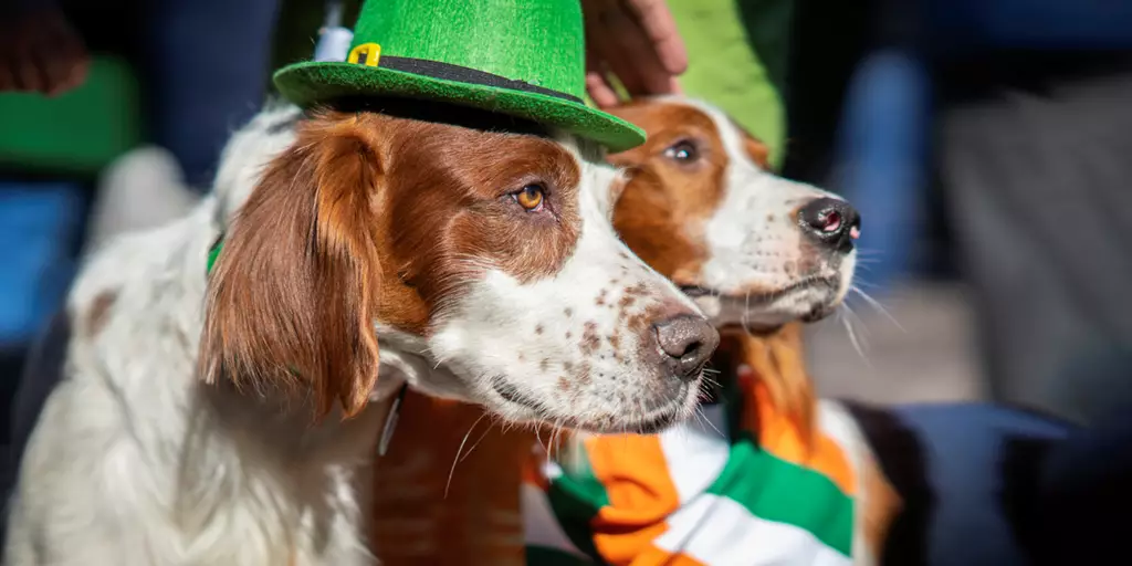 Two Irish red and white setters, one of the nine official Irish dogs breeds, attending a St. Patrick’s Day Parade.