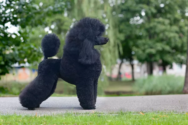 Poodle Breed Info | Best Food, Training, Grooming